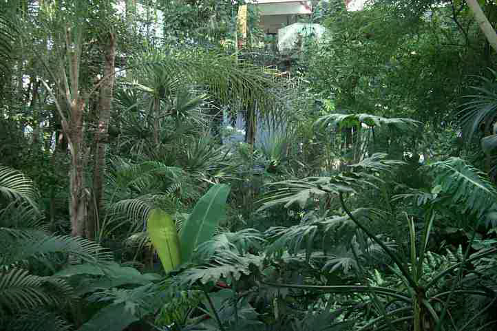 Urwald im Tropengarten Potsdam.