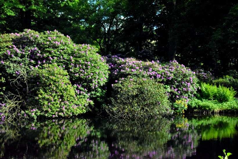 Rhododendron Str�ucher im Gro�en Tiergarten.