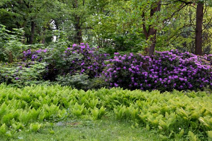 Rhododendron Str�ucher im Gro�en Tiergarten.