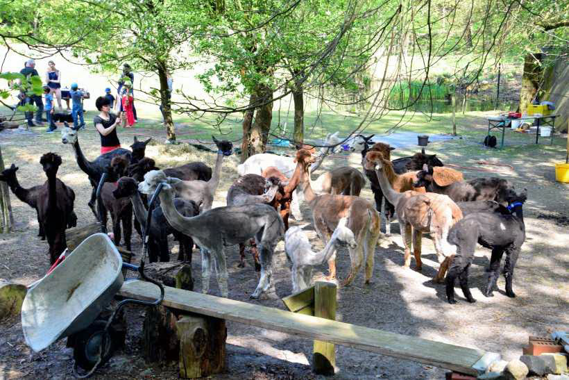 Alpakaherde in Klein-Glienicke auf dem Weg vom Bttcherberg zu den Schweizer Husern.