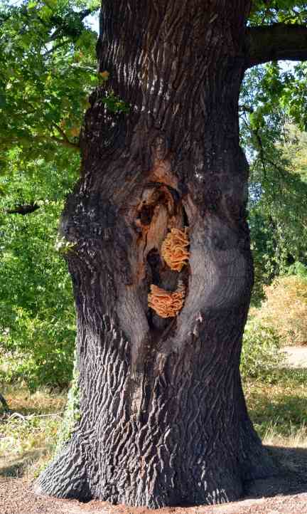 Beschdigte Eiche (?) im Park Sanssouci.