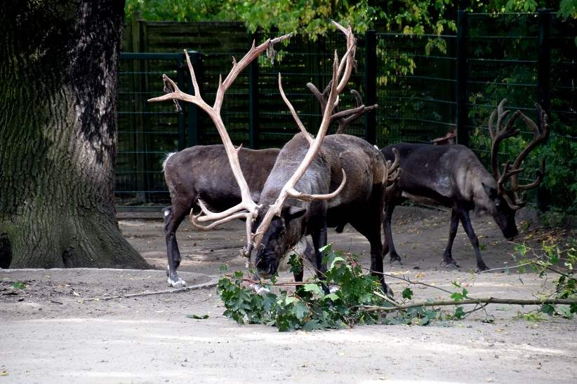 Nordeuropische Rentiere im Berliner Tierpark.