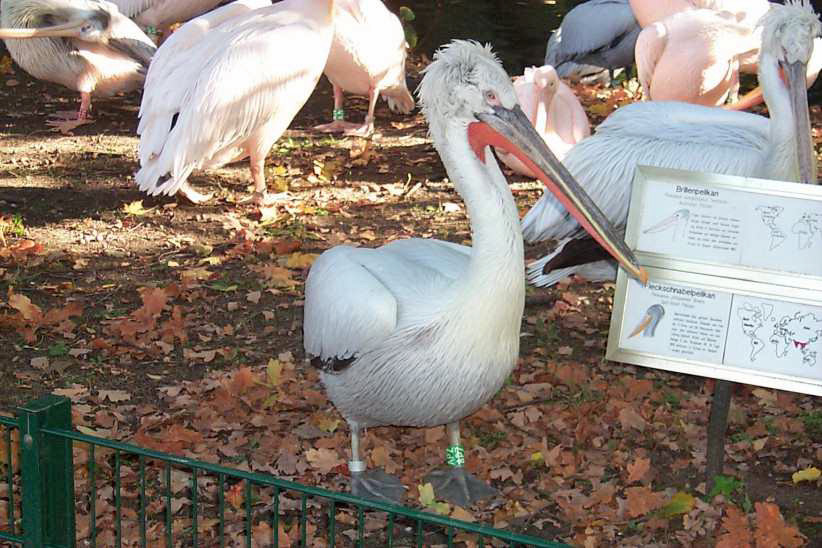 Das habe ich schon im Tierpark studiert.